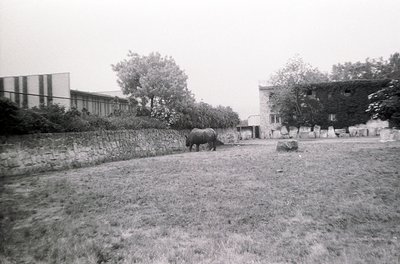 A lone rhinoceros stands in an enclosed grassy area bordered by a low stone wall. Mid-20th century institutional buildings fl...