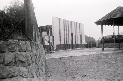 Mid-century modern zoo enclosure featuring a giraffe near vertical-striped concrete walls. Stone retaining wall and wooden sh...