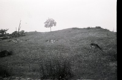 Vintage black-and-white photo of a solitary deer grazing on a grassy hillside. Single tree stands isolated on a slight elevat...