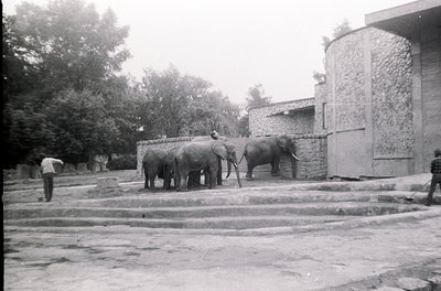 Three elephants in chains stand on a paved path beside a stone wall and cylindrical brick structure, likely a zoo or sanctuar...