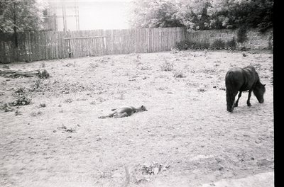 Black-and-white rural scene showing a horse grazing in a snow-covered field. Another horse lies on its side in the foreground...