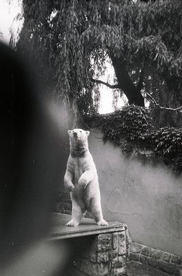 Black-and-white photo of a polar bear perched on a stone ledge in an indoor enclosure, framed by dense foliage and sunlight s...