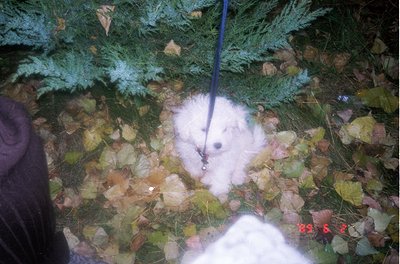 White dog on leash in forested area with autumn foliage under evergreen trees. Date stamp "29.5.2" suggests late May.