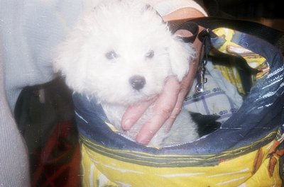A small white fluffy dog peeks out from a vintage suitcase with a yellow-and-blue floral pattern. The suitcase appears worn, ...