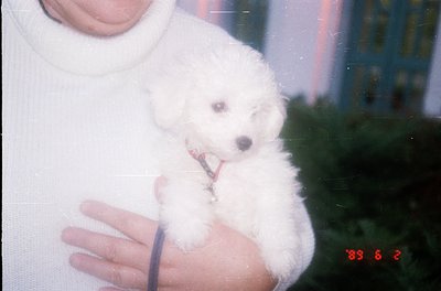 A close-up of a person holding a small, fluffy white puppy with a red collar, dated 1989. The background shows a blurred indo...