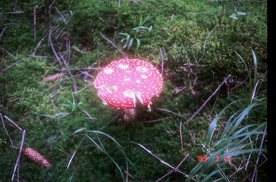 Vibrant red Amanita muscaria mushroom with white spots emerging from mossy forest floor. Close-up shot highlights cap and ste...