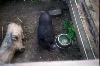 Blurry close-up of two pigs in confined dirt area, one black nursing from a metal bucket. Rustic, low-tech feeding setup sugg...