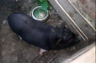 Black piglet resting on a dirt surface near a metal feeding trough and wooden steps, likely in a rural or farm setting. The t...