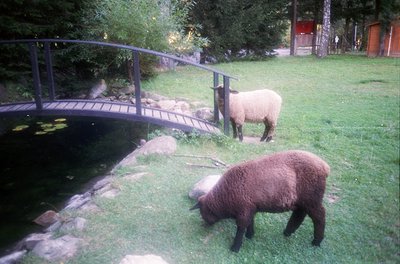 Two sheep graze near a curved metal bridge over a shallow stream in a lush, grassy area. The bridge’s railing frames the scen...