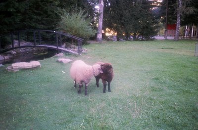 Two sheep grazing in a lush green park setting, with a curved stone bridge and pond in background. Soft lighting suggests ear...