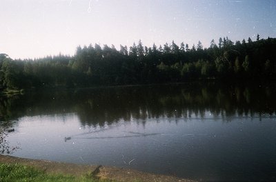 Calm lake surrounded by dense coniferous forest under soft, diffused light. Mirror-like water reflects tree foliage, suggesti...