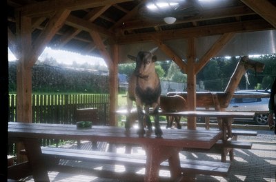 Rustic wooden shelter with a goat standing on a wet picnic table under rain. Reflections on wet surfaces highlight rural char...