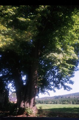 Sunlit canopy of a mature deciduous tree framing a pastoral valley. Dense green foliage contrasts with dappled sunlight, reve...