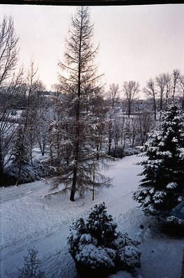 Snow-covered forest path with evergreen and deciduous trees, likely in a temperate climate. Distinctive larch tree (needles s...