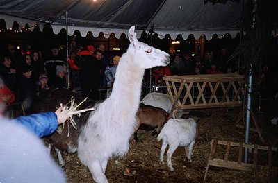 A handler leads a white alpaca under a tented fairground structure, with a young alpaca or llama nursing beside hay-covered p...