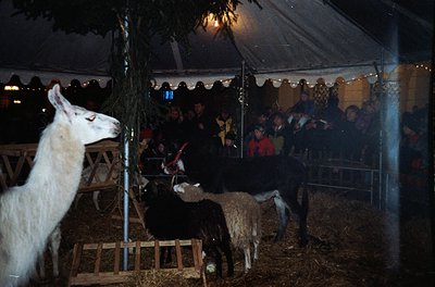 A nighttime rural gathering under a tent showcases a white alpaca and black sheep in an enclosed hay-filled area. Crowded spe...