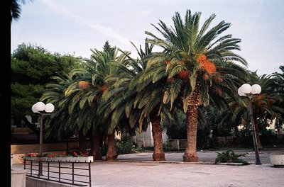 Tall palm trees with orange fruit cluster in a landscaped courtyard, flanked by spherical street lamps. Paved walkway and low...