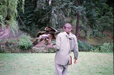 A person in outdoor attire, likely mid-20th century, handles a large bird of prey (likely a hawk or eagle) on an open grassy ...