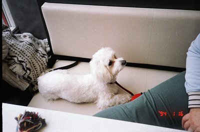 A small white fluffy dog sits on a couch beside a person’s leg, wearing a red leash. The scene includes a vintage digital clo...