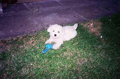 Fluffy white puppy lying on patchy grass, holding a blue frisbee. Soft focus suggests candid, everyday moment. Ideal for pet ...
