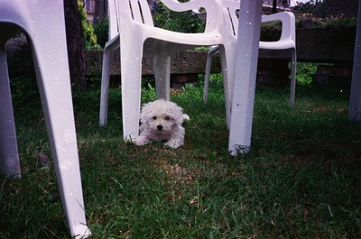 Curious small white fluffy dog peeking from under white plastic chairs in a grassy backyard. Classic mid-century plastic furn...