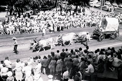Vintage street parade featuring decorated oxen being led by handlers in mid-20th century attire. Crowds line both sides of th...