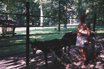 Vintage park scene with a woman and child near a chain-link fence, likely 1970s–1990s. Wooden picnic tables and dense greener...