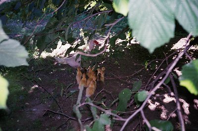 Vintage 35mm shot of two deer partially obscured by dense foliage, likely in a forest understory. Soft focus and warm tones s...