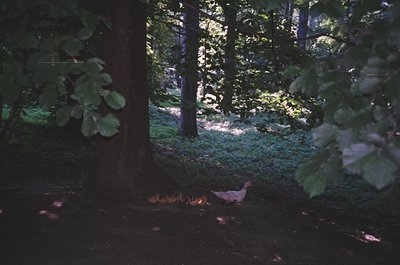 Sun-dappled forest floor with a lone turkey pecking near a small fire pit. Dense canopy filters light, creating contrast betw...