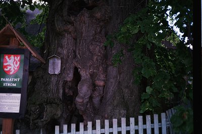 Monumental tree trunk marked as *Památný strom* (Czech for "monumental tree") with a red-and-white coat of arms emblem. Signa...