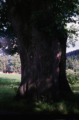 Mature oak tree with deep fissured bark and expansive canopy in a sunlit meadow, likely European. Background shows distant fo...