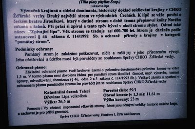 A close-up of a **handwritten and printed informational plaque** about a protected tree (*Tilia platyphyllos Scop.*) in Czech...