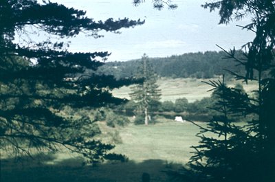 Vintage sepia-toned landscape shot through pine branches, showcasing rolling green hills with scattered trees and a lone whit...