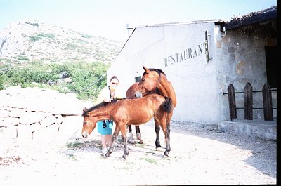 Rural mountain restaurant sign with rustic stone walls, two horses (adult and foal) standing beside a person wearing a teal v...