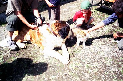 Sheep being sheared by a trained dog (likely a Border Collie) with human guidance, outdoor rural setting. Children and adults...
