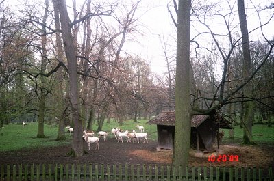 Vintage photo (1989) of a small herd of white deer grazing in a wooded park. Rustic wooden shelter and fence frame the scene....