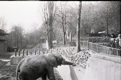 Mid-20th century zoo enclosure with an elephant interacting with snow-covered ground. Fenced pathway and sparse winter trees ...