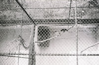 Close-up of a chain-link fence with snow accumulation, revealing a blurred figure partially obscured by frost and ice. The te...