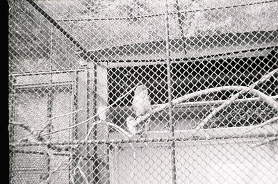 Close-up of a bird perched on a chain-link fence, framed by diamond mesh. Industrial or urban setting, likely mid-20th centur...