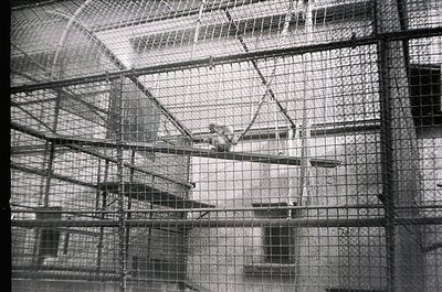 Industrial prison cell block with tiered metal bunk beds and wire mesh barriers, likely mid-20th century. High ceilings with ...