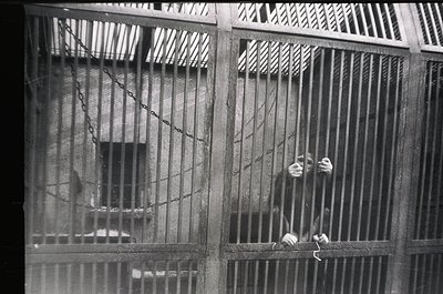 Black-and-white prison cell gate with vertical bars and horizontal chain-link, showing a blurred figure leaning against it. I...