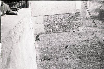 Vintage black-and-white shot of a dog peeking from under a stone wall in a courtyard. Rough cobblestone ground and weathered ...