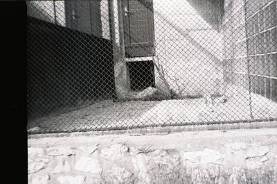 Black-and-white photo of a dog resting behind a chain-link fence, likely in a confined urban or institutional area. Concrete ...
