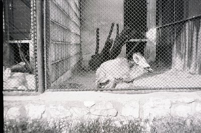 Black-and-white photo of a white polar bear in an enclosed concrete enclosure, likely a zoo or wildlife facility. The bear ap...