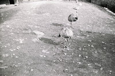 Two ostriches foraging in an enclosed, gravel-covered area with sparse vegetation. The concrete perimeter suggests a zoo or w...