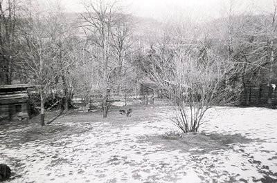 Black-and-white rural scene featuring a dog in a snow-covered yard surrounded by leafless trees and wooden structures. Snow p...