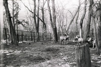 Black-and-white zoo enclosure featuring a reindeer and two dogs in a wooded area with high fencing. Snow patches and tree stu...