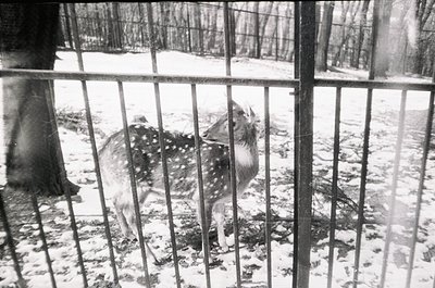 Black-and-white photo of a fawn behind a metal fence in a snowy enclosure, likely a zoo or wildlife park. Distinctive spotted...