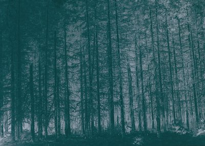 Monochrome forest of tall, leafless trees in dense formation, likely conifers. Dramatic vertical lines create a sense of dept...