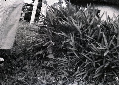 Mid-century black-and-white shot of tall ornamental grass beside a wooden fence. Dense foliage contrasts with rough-textured ...